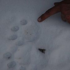 Tracks of snow leopard 